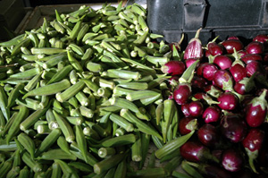 Okra & Aubergine