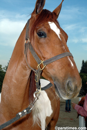 , Equestfest, Burbank (December 30, 2005) - by QH