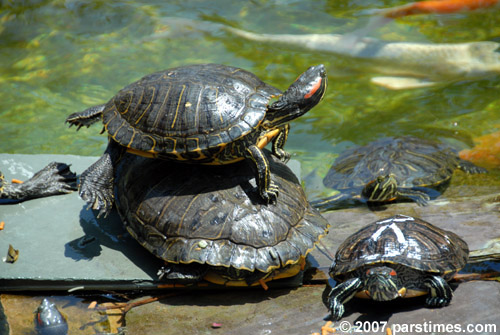 La Fte de la Musique: Turtles - Beverly Hills (June 10, 2007) - by QH