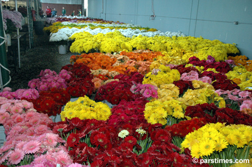 Rose Parade Float Decorations - by QH