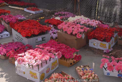 Fresh Roses - Pasadena (December 31, 2010) - by QH