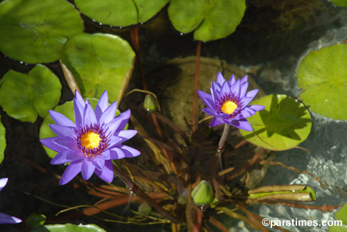 Herb Garden - The Getty Villa, Malibu (July 31, 2006) - by QH