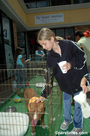 Girl petting a dog , Studio City - by QH