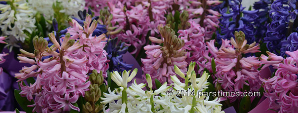 Hyacinth flowers (Sonbol) - Westwood (March 23, 2014) - by QH