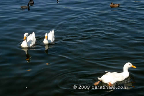 Sizdah Bedar, Balboa Park, Van Nuys (April 5, 2009) - by QH