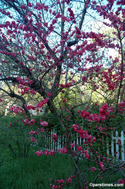 Spring in Los Angeles (March 21, 2006)  by QH