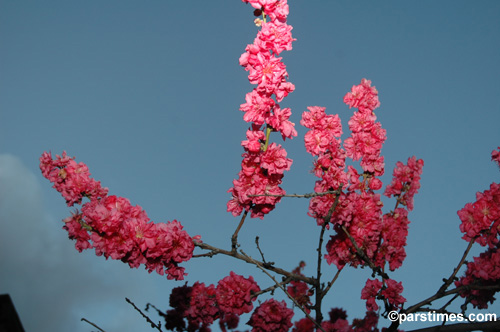 Spring in Los Angeles (March 21, 2006)  by QH