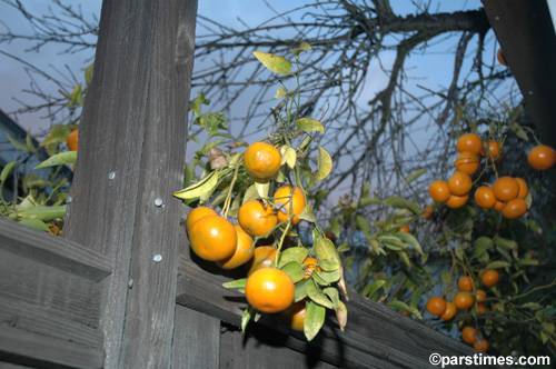 Spring in Los Angeles (March 21, 2006)  by QH