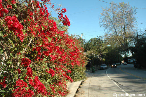 Spring in Los Angeles (March 21, 2006)  by QH