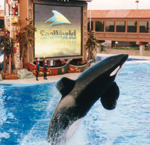 Sea World - San Diego  by QH