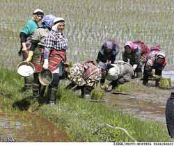 Working women at a village in Iran - ISNA